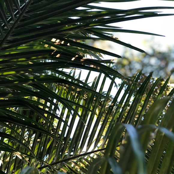 Meet your Posher, Cassandra - Picture 1 of 1